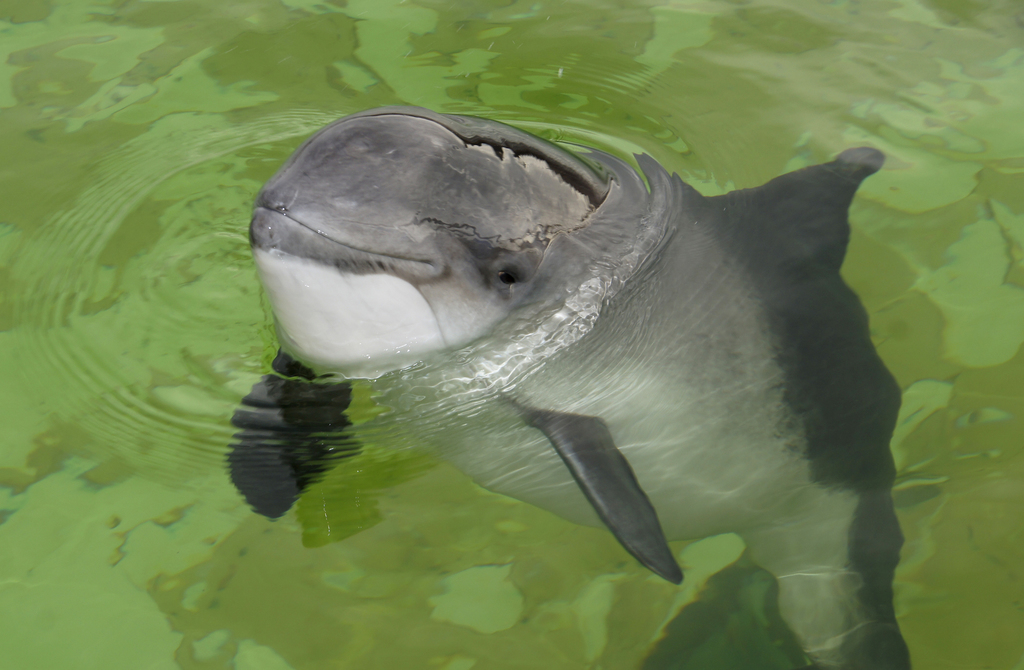 Porpoises