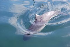 Harbor Porpoise photo 5