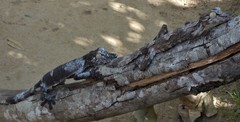 Uroplatus