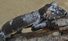Uroplatus