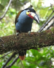 Andigena laminirostris