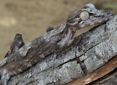 Uroplatus