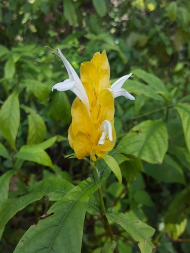 Pachystachys lutea image