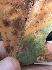 Polystepha quercifolia