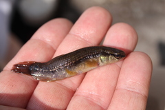 Umbra pygmaea