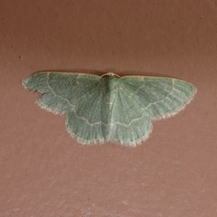 Chlorochlamys phyllinaria