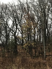 Acer platanoides