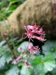 Tolmiea diplomenziesii