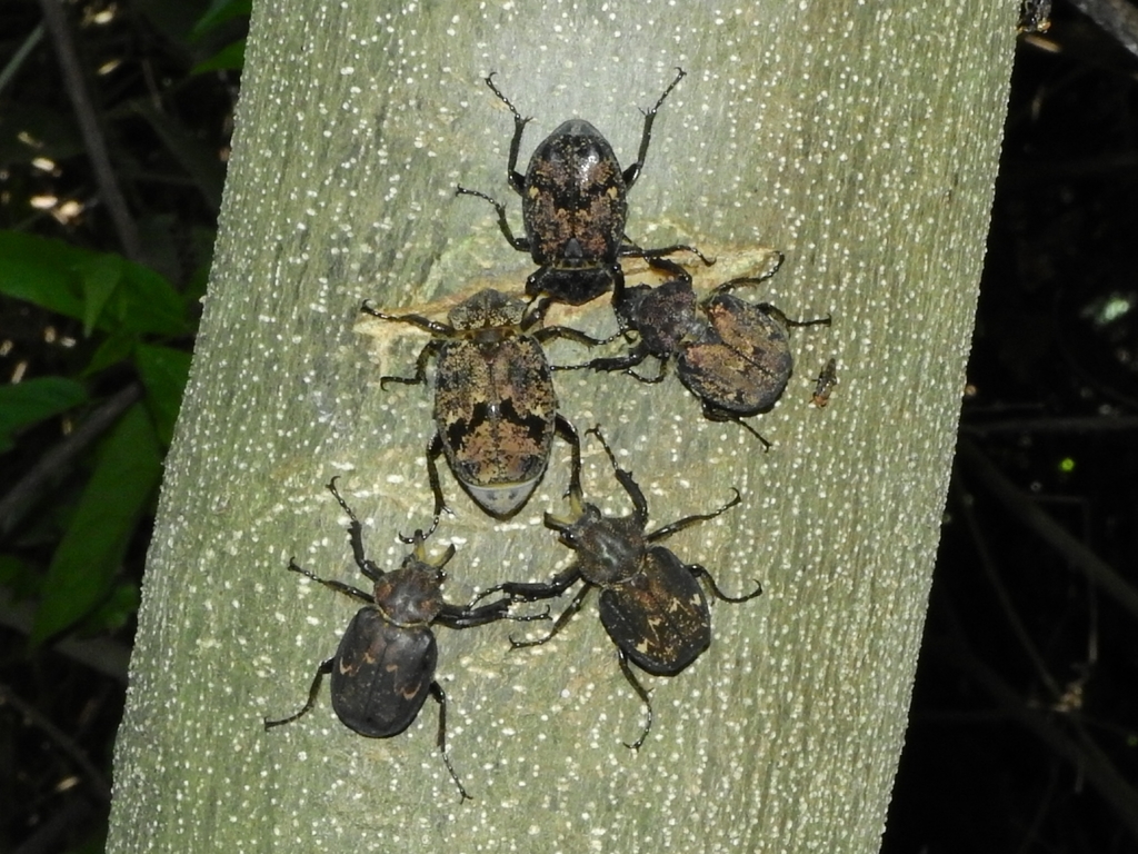 Inca besckii
