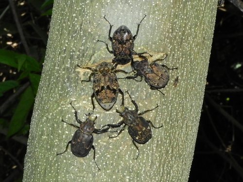 Inca besckii