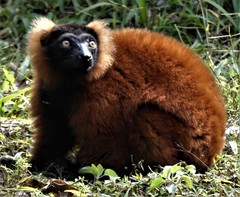 Varecia rubra