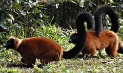 Varecia rubra