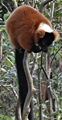Varecia rubra