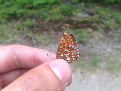 Boloria eunomia