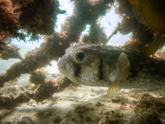 Dicotylichthys punctulatus