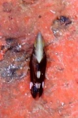 Neomegamelanus lautus