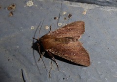 Ichneutica infensa