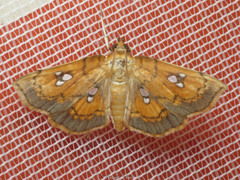 Cacographis