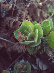Arctostaphylos × media
