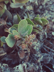 Arctostaphylos × media