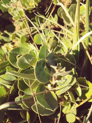 Arctostaphylos × media