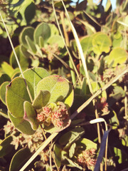 Arctostaphylos × media