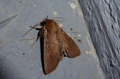 Ichneutica infensa