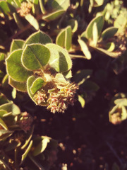 Arctostaphylos × media