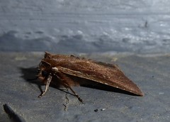 Ichneutica infensa