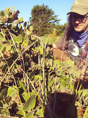 Arctostaphylos × media