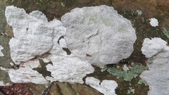 Pertusaria subpertusa