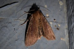 Ichneutica infensa