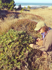 Arctostaphylos × media