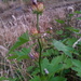 California Globe Mallow - Photo (c) David Greenberger, some rights reserved (CC BY-NC-ND), uploaded by David Greenberger