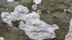 Pertusaria subpertusa