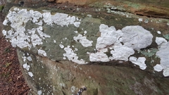 Pertusaria subpertusa