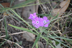 Phlox glabriflora