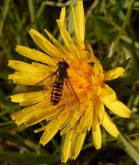 Episyrphus balteatus