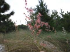 Melinis repens image