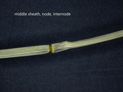 Dichanthelium boreale