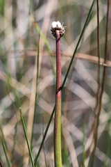 Chorizandra australis