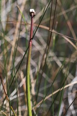 Chorizandra australis
