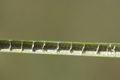 Chorizandra australis