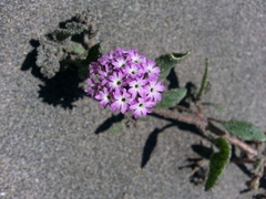Abronia umbellata breviflora