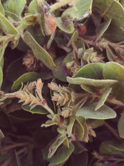 Arctostaphylos × media