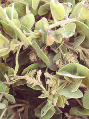 Arctostaphylos × media