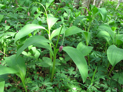 Allium victorialis