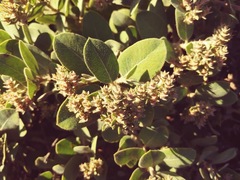 Arctostaphylos × media