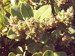 Arctostaphylos × media