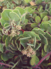 Arctostaphylos × media